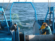 Vessel in capture activity Vessel in capture activity