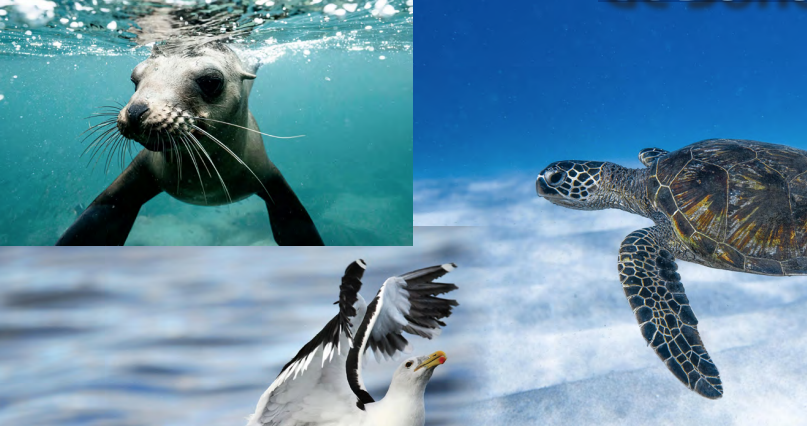 La fauna marina de las lagunas costeras de Sonora