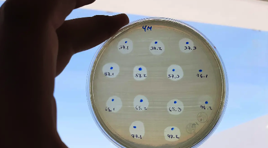Bacteriófagos contra la resistencia antimicrobiana: una mirada integral desde la ciencia actual