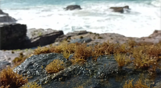 Oaxaca también sabe a mar, el tesoro oculto de las macroalgas