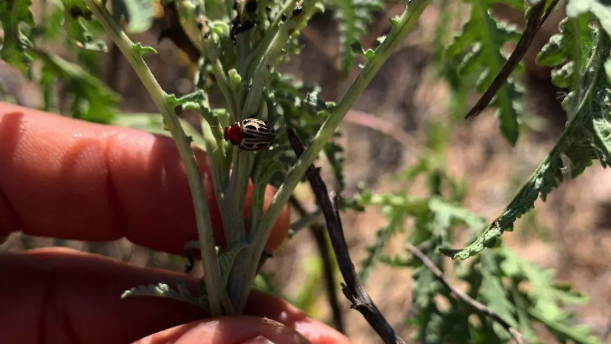 El estafiate, un aliado verde contra la garrapata del ganado