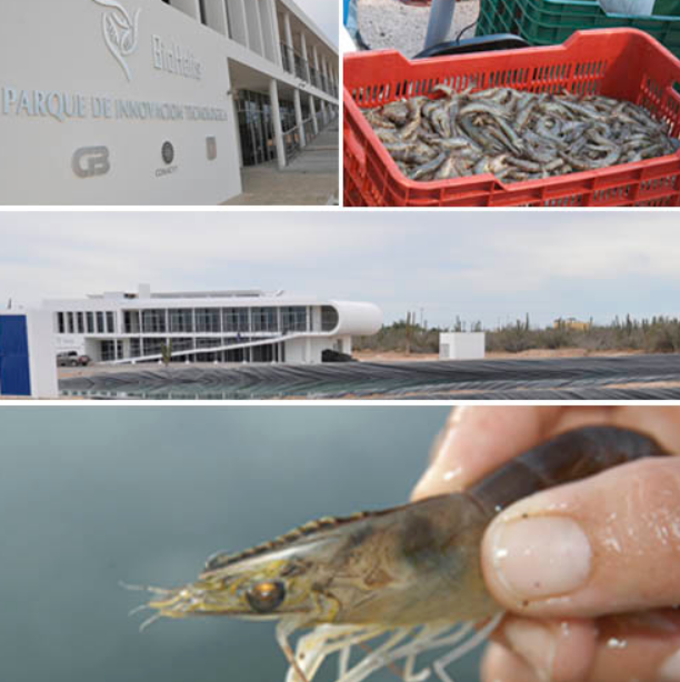 collage Enfoque en la Mancha Blanca