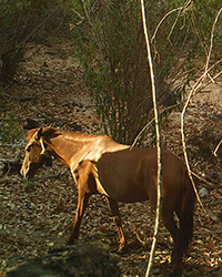 Equus caballus