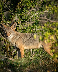 canis latrans