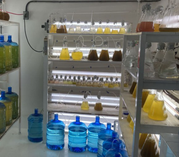 alimento vivo
