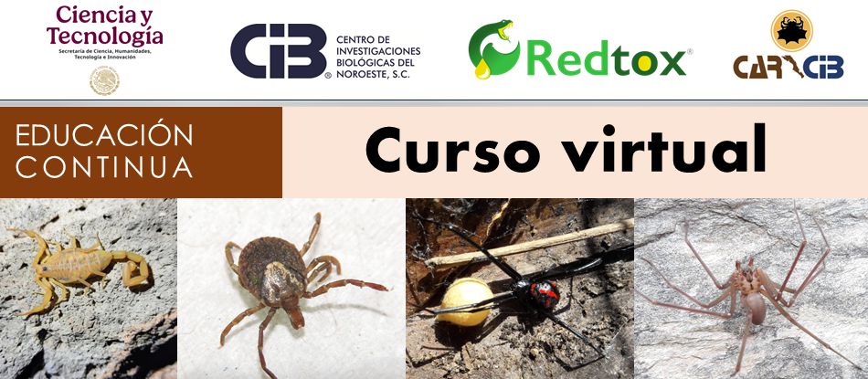 cintilllo curso Identificacion aracnidos importancia medica toxicolog 20250616