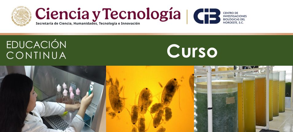 cintillo Curso 143