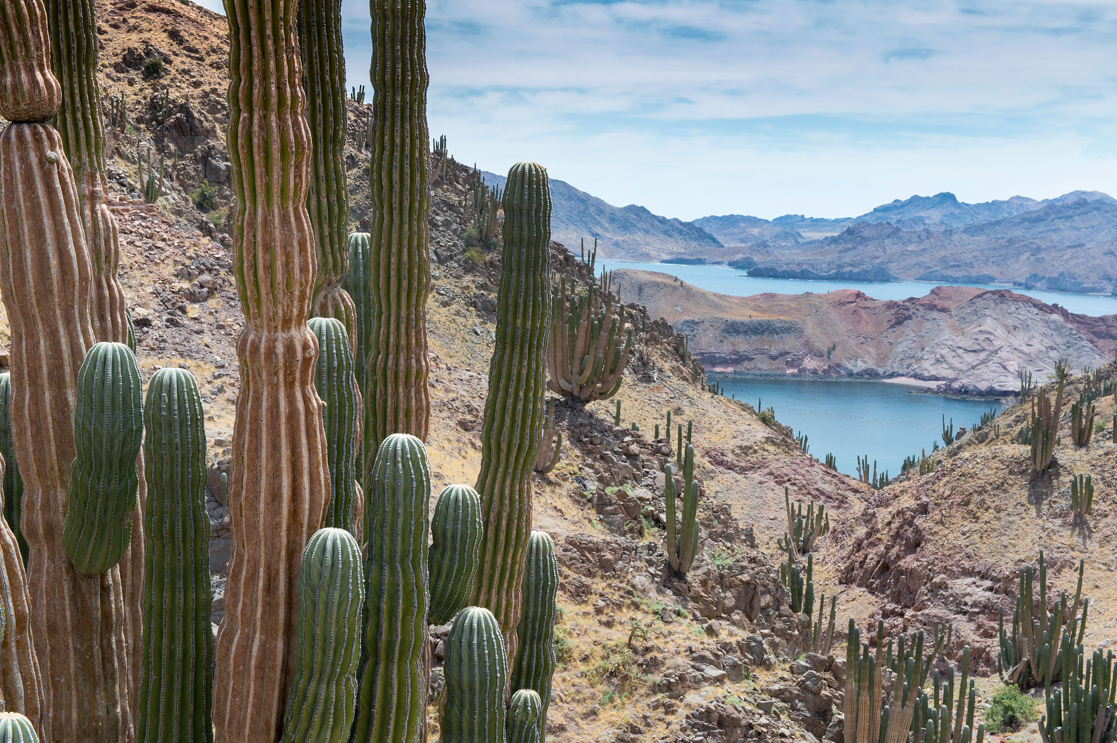 imagen paisaje cardones